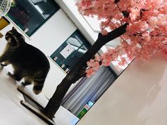 -浣熊柯尔鸭土拨鼠·电玩咖