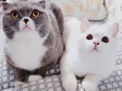 -猫大福·Fortune Cat猫舍(百子湾店)