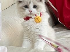 -lincat·猫舍(广州店)