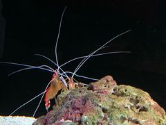 -暹罗海洋世界