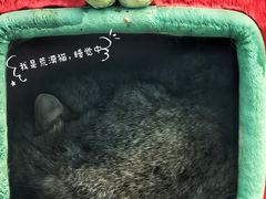 -青藏高原野生动物园