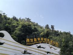 -西双版纳原始森林公园