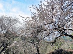 -广州市流溪河国家森林公园