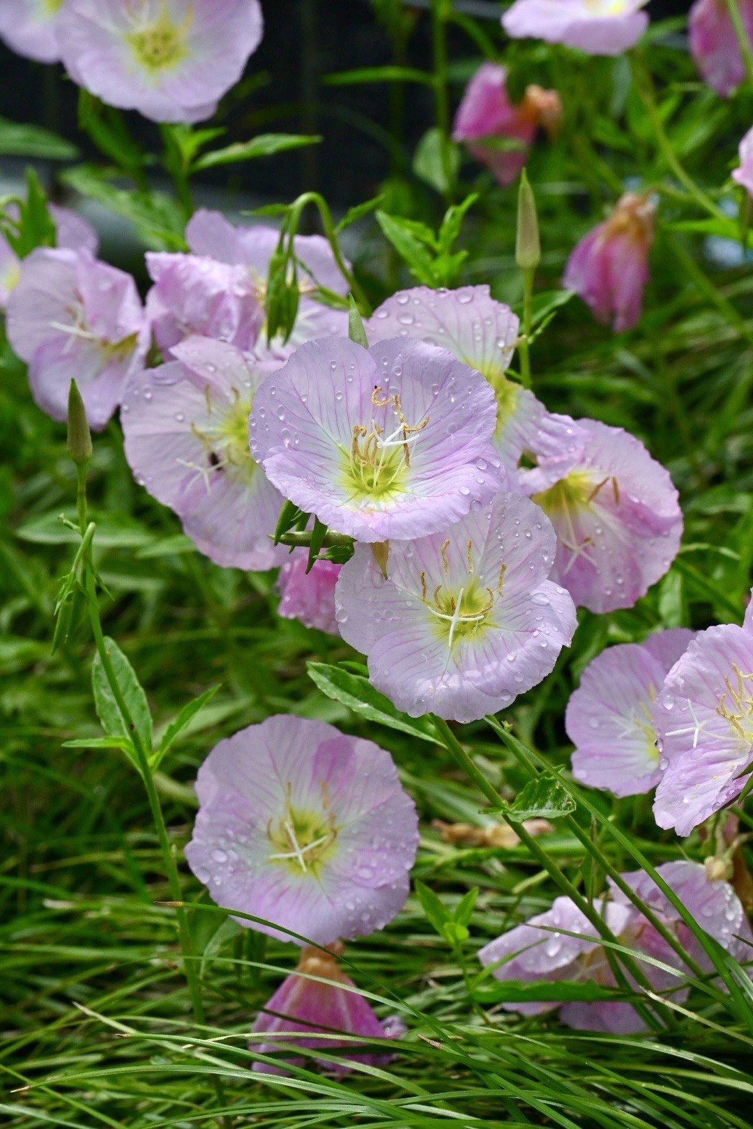 粉色月见草开了,一起到城北体育公园赏花去❗️