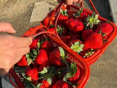 -胜丰草莓采摘园