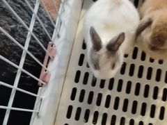 -猫猫幼稚园·撸猫·桌游·电玩