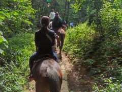 -铁山坪森林公园