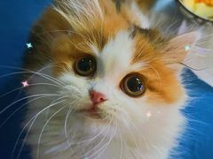 -momokira米努特·德文卷毛猫·棉花面纱犬