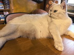 -猫猫幼稚园·撸猫·桌游·电玩