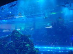 -迪拜水族馆及水下动物园