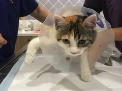 -萌兽医馆·犬猫专科·眼科中心·宠物医院(朝阳门分院)