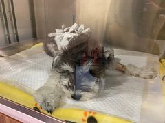 -萌兽医馆·犬猫专科·眼科中心·宠物医院(朝阳门分院)
