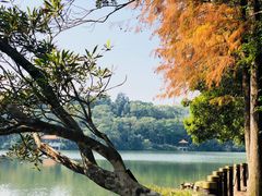 -深圳仙湖植物园