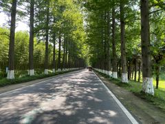 -黄海国家森林公园