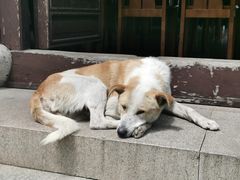 -兴福老面馆(寺路街店)