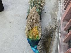 -西双版纳原始森林公园