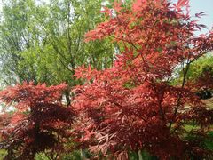 -白鹭湾湿地公园