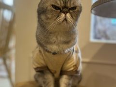 -楼上猫咖(罗湖店)