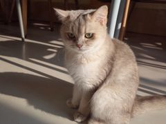 -豆逗聊愈猫阁Easy Life