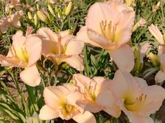 -汉长安城未央宫国家考古遗址公园