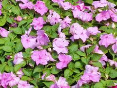 -石景山区图书馆(八角南路)