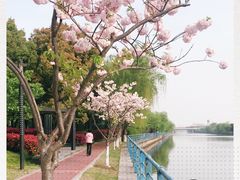 -高东镇樱花园