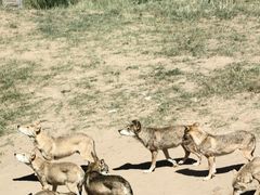 -鄂尔多斯野生动物园