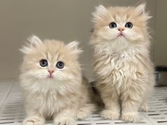 -lincat·猫舍(广州店)