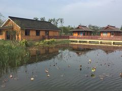 -杭州湾海上花田景区