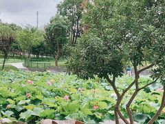 -大宁公园