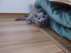 -喵zoo家庭繁育猫舍(尖东智能花园店)