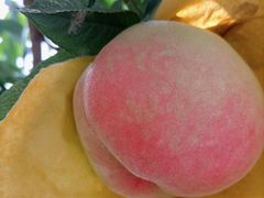 -老袁家蜜桃农场·阳山水蜜桃