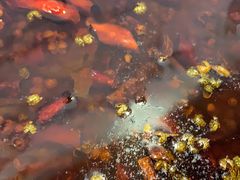 -陈胖子特色菜.鲜货现炒(融景城店)