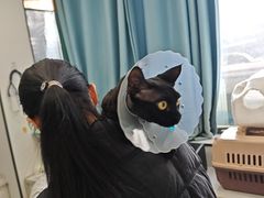 -瑞派·关忠动物医院·猫专科·犬专科(三环新城店)