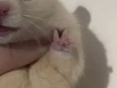 -鸣记脆皮烤鱼(岐山路店)