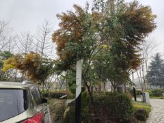 -张鲫鱼家常菜
