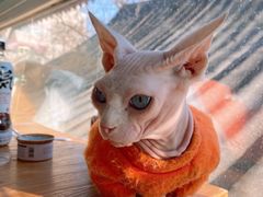 -猫小院猫主题咖啡厅(北锣店)