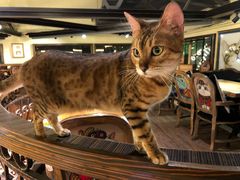 -more than meow吴止猫主题餐厅(承德 中船汇店)