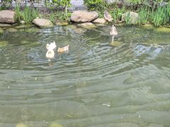 -活水公园