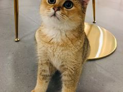 -飞行喵MR PILOT|猫舍·猫咖(静安大融城店)