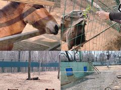 -秦皇岛野生动物园