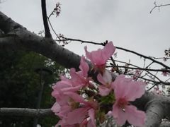 -王借岗森林公园