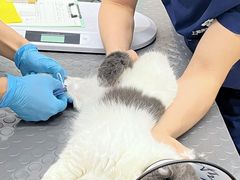 -爱侣宠医·鹦鹉专科·小型哺乳类·异宠专科(灵石路店)