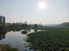 -月湖风景区