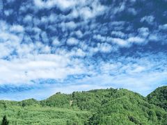 -卧龙中华大熊猫苑神树坪基地