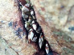 -西涌国际滨海旅游区