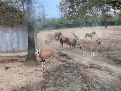 -上海野生动物园