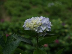 -鼓岭旅游度假区