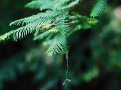 -桤木河湿地公园