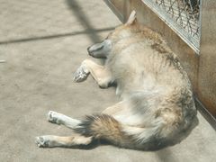 -西安秦岭野生动物园